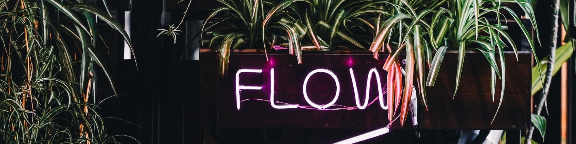 Talk Money Week blog banner 2000x500pxls The word flow in a neon sign amongst green leafy plants